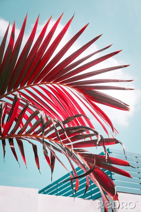 Poster Rood gekleurde palmboom tegen lichtblauwe hemel. Levendige en pastelkleuren, creatief kleurrijk minimalisme. Verticaal