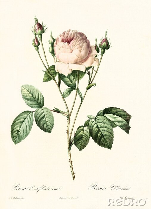 Poster Rose en toppen botanische schets