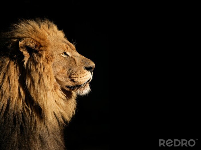 Poster Rosse leeuw op een zwarte achtergrond