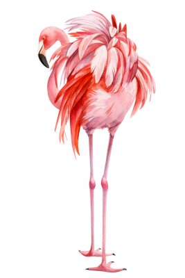 Poster Roze aquarel flamingo