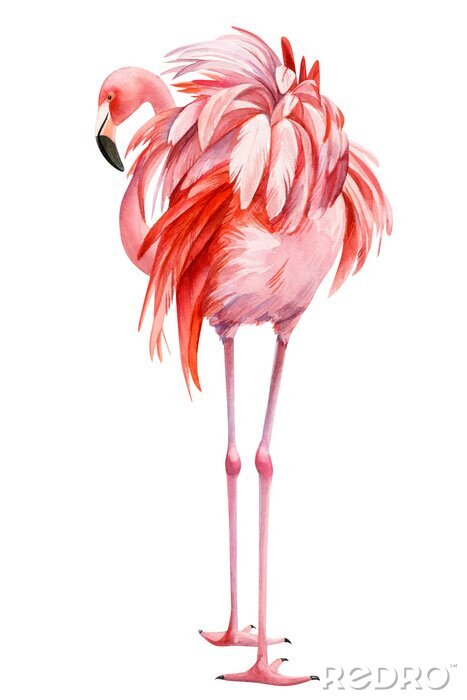 Poster Roze aquarel flamingo