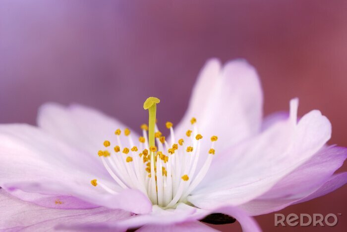 Poster Roze bloem met meeldraden