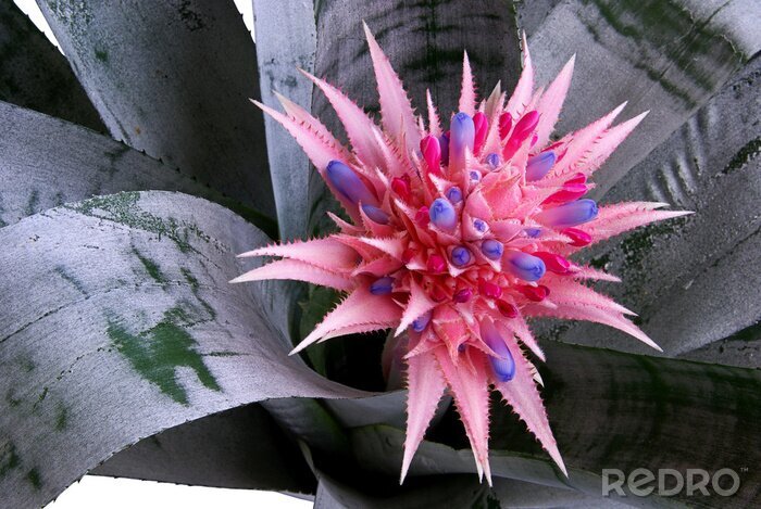 Poster Roze bloem tussen bladeren