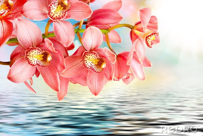 Poster Roze bloemen die over het wateroppervlak vallen