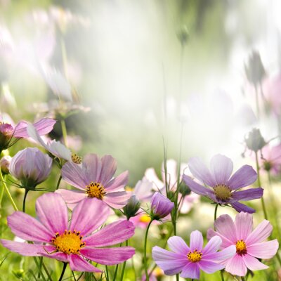 Roze bloemen in een weide