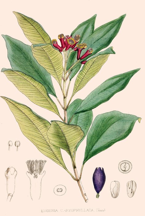 Poster Roze bloemen omgeven door grote bladeren