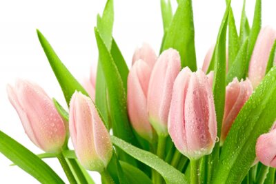 Roze bloemen op een witte achtergrond