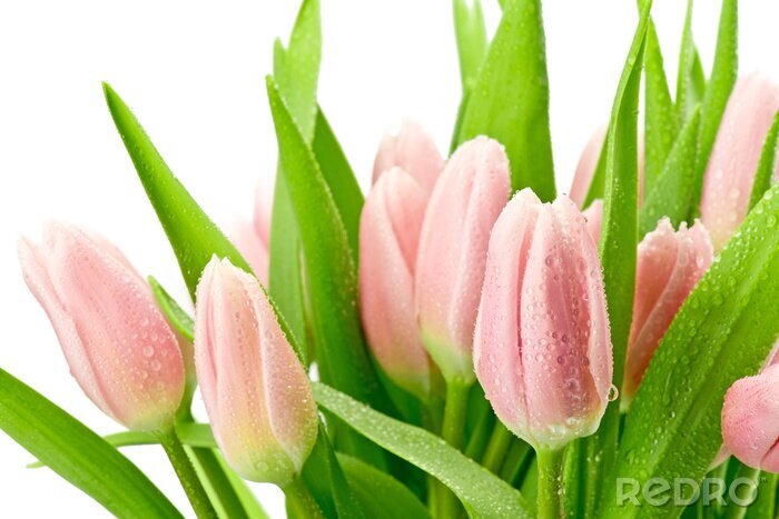 Poster Roze bloemen op een witte achtergrond