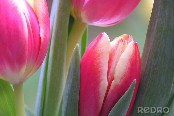 Poster roze en witte tulpen