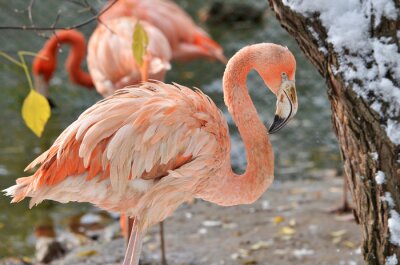 Poster Roze flamingo in de dierentuin