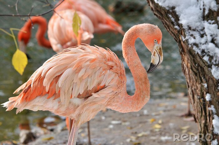 Poster Roze flamingo in de dierentuin
