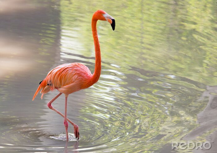 Poster Roze flamingo in het aquatisch milieu