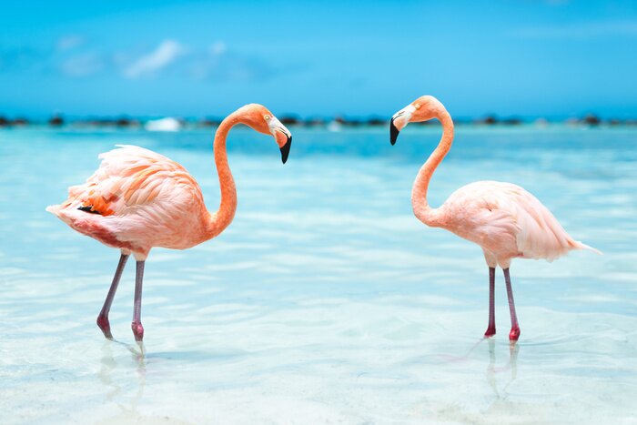 Poster Roze flamingo's in blauw water
