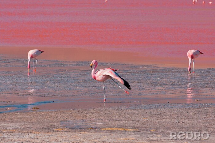 Poster Roze flamingo's in Bolivia