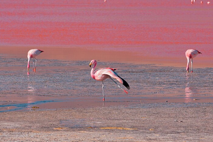 Poster Roze flamingo's in Bolivia