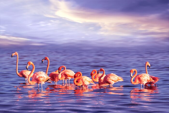 Poster Roze flamingo's in zeewater