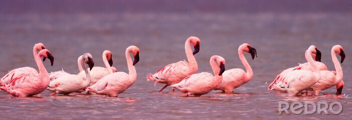 Poster Roze flamingo's op het meer