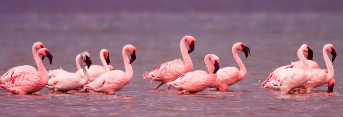 Poster Roze flamingo's op het meer