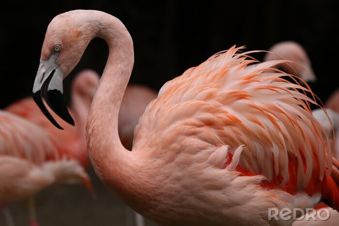 Poster Roze flamingo van dichtbij