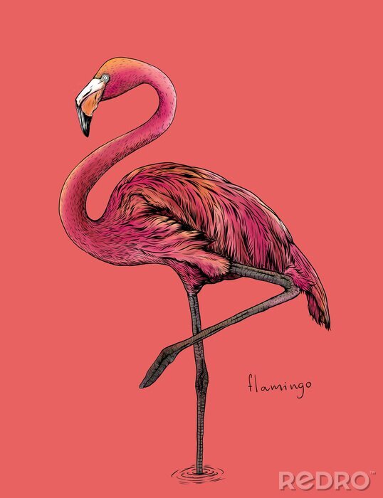 Poster Roze flamingotekening