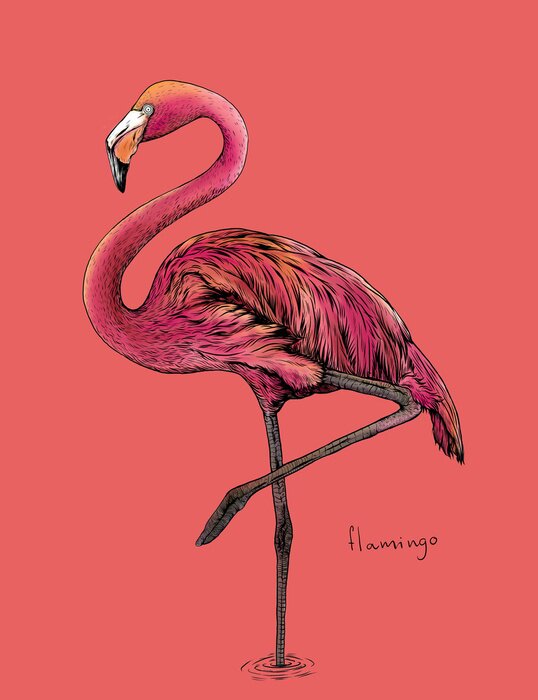 Poster Roze flamingotekening