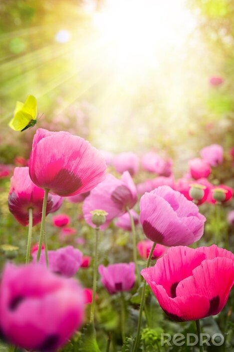 Poster Roze klaprozen op een open plek