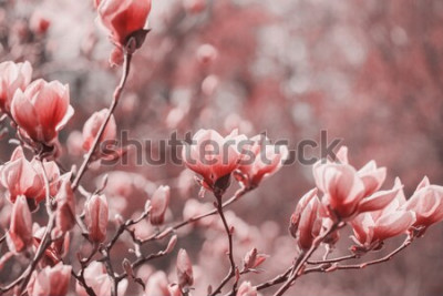 Poster Roze magnolia's als de schoonheid van de natuur