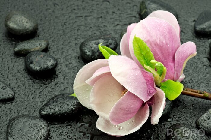 Poster Roze magnolia's stenen en waterdruppels