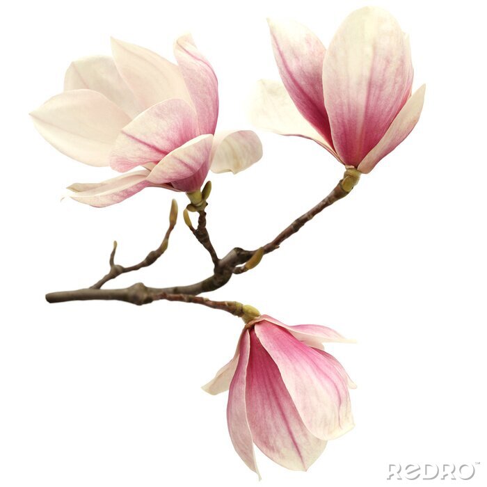Poster Roze magnoliablaadjes aan een takje
