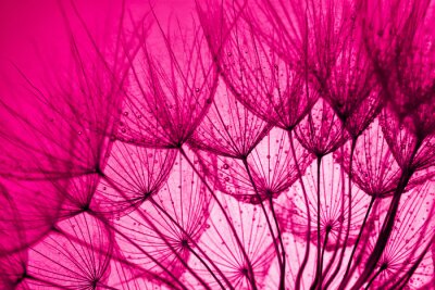 Roze paardebloemzaden met dauwdruppels