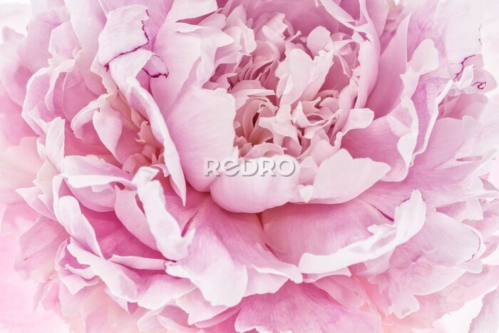 Poster Roze pioenbloem