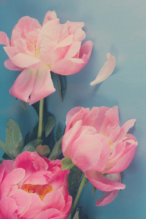 Poster Roze pioenrozen bij de blauwe muur