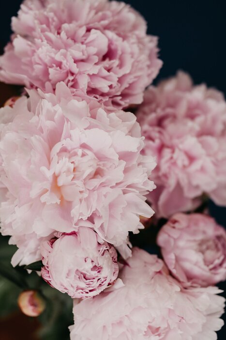 Poster Roze pioenrozen met gescheurde bloemblaadjes