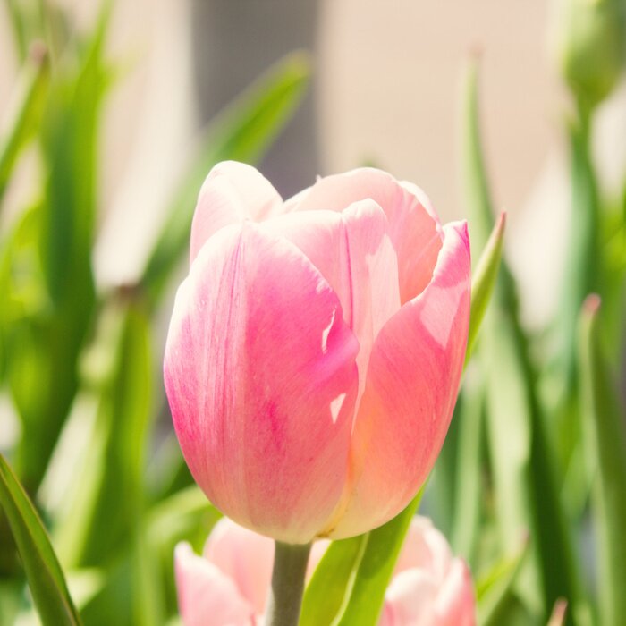 Poster Roze tulp en natuur