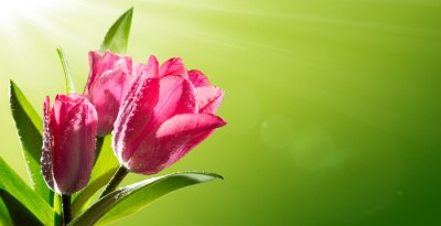 Roze tulpen in de stralen van de zon