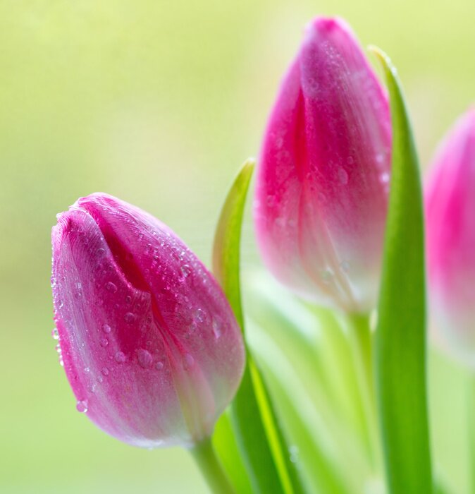 Poster Roze tulpen in waterdruppels