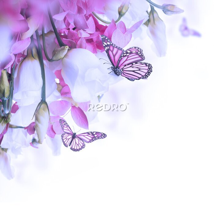 Poster Roze vlinders die nectar drinken uit bloemen