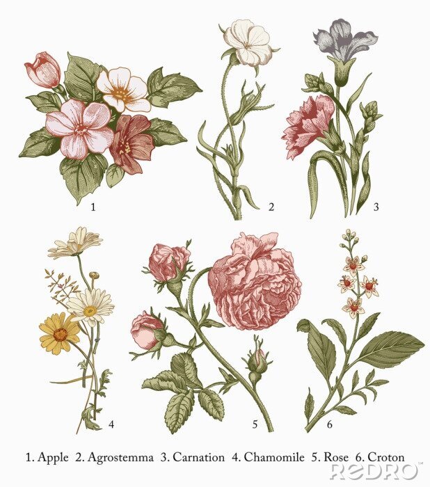Poster Rozen en andere bloemen in een botanische tekening