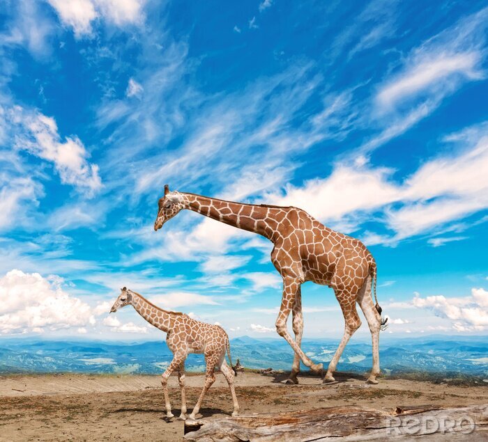 Poster Ruimtelijke foto met giraffen