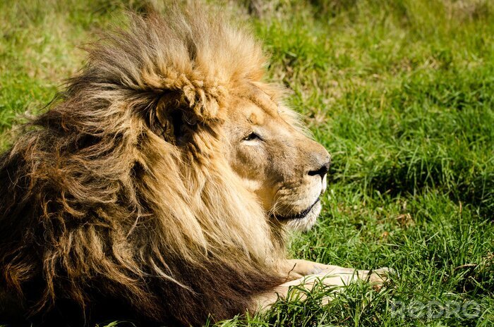Poster Rustende leeuw