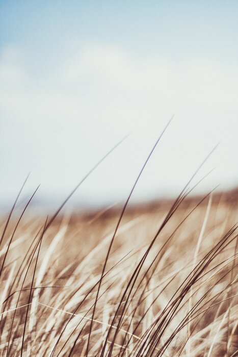 Poster Rustic summer field