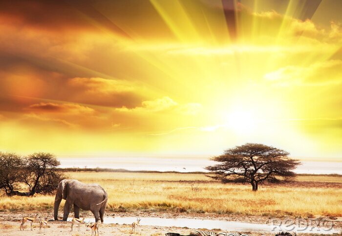 Poster Safari dier en landschap