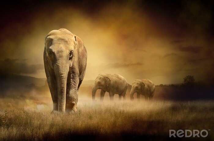 Poster Safaridieren bij zonsondergang