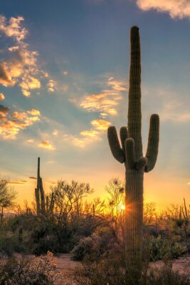 Poster Saguaros bij zonsondergang in Sonora woestijn in de buurt van Phoenix, Arizona.