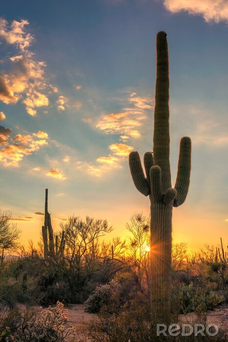 Poster Saguaros bij zonsondergang in Sonora woestijn in de buurt van Phoenix, Arizona.