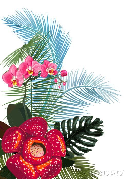Poster Samenstelling van exotische bloemen en bladeren van monstera en varens