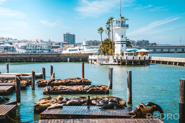 Poster San Francisco Fisherman's Wharf with Pier 39 with sea lions, California, USA
