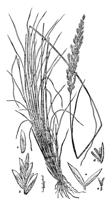 Poster Sand Blue Grass vintage illustration.