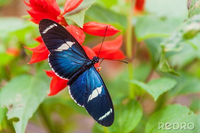 Poster Sara Longwing vlinder (Heliconius sara) in Mariposario (The Butterfly House) in Mindo, Ecuador