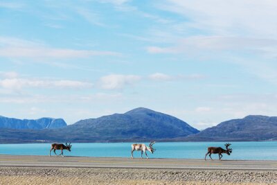 Poster Scandinavisch landschap met herten op het strand